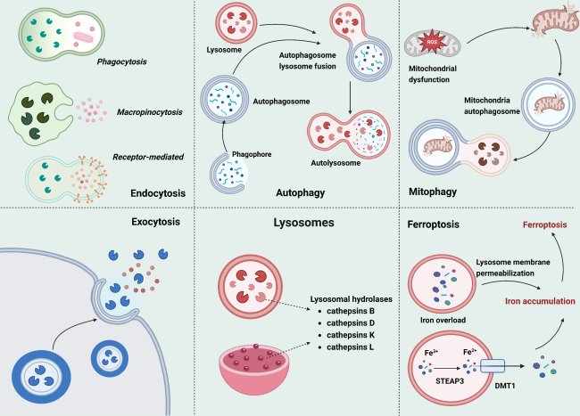Lysosomes as Dynamic Regulators of Metabolic Signaling and Organ