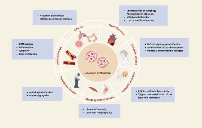 Lysosomes as Dynamic Regulators of Metabolic Signaling and Organ