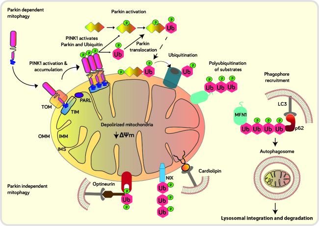 The Mitochondrial Foundations of Parkinson's Disease
