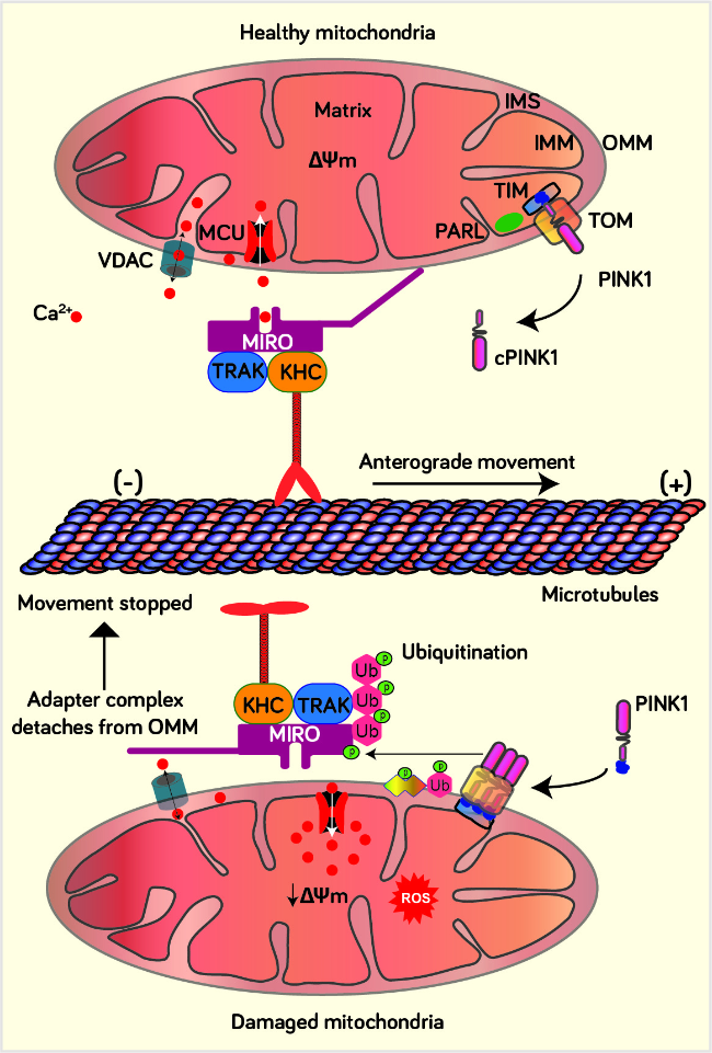 The Mitochondrial Foundations of Parkinson's Disease