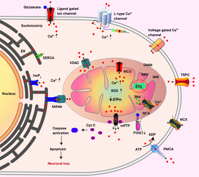 The Mitochondrial Foundations of Parkinson's Disease