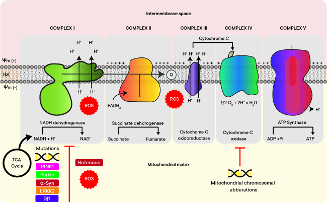 The Mitochondrial Foundations of Parkinson's Disease: Therapeutic