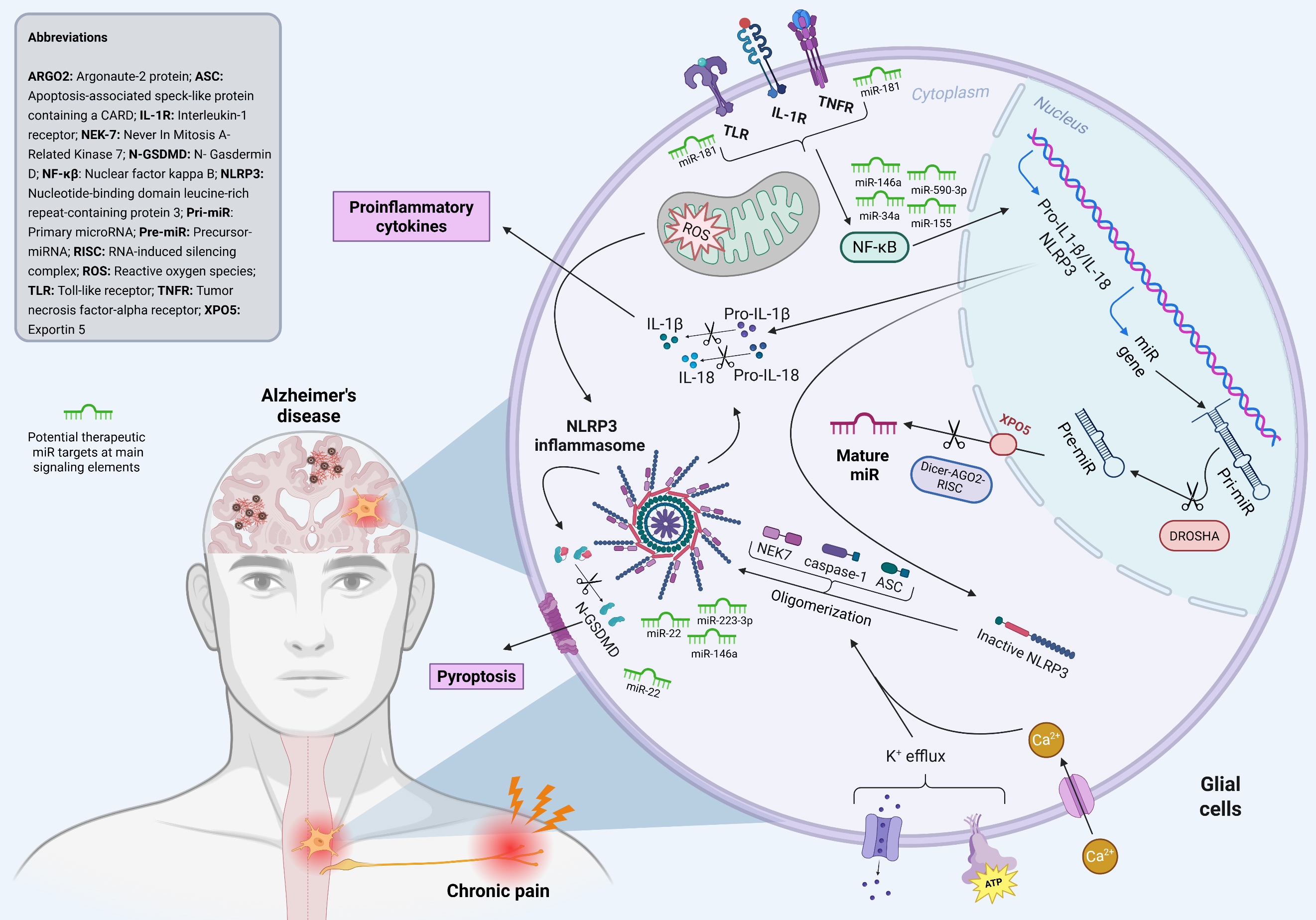The Inflammasome–miR Axis in Alzheimer's Disease and Chronic Pain