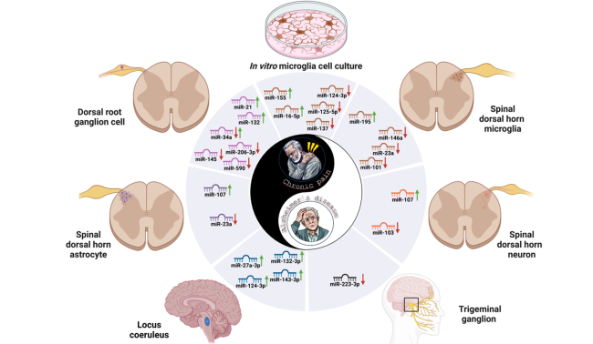 The Inflammasome–miR Axis in Alzheimer's Disease and Chronic Pain