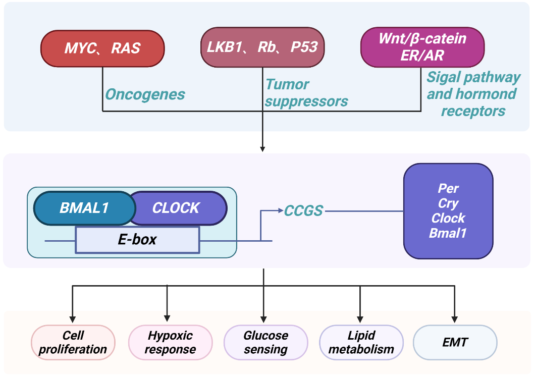 Ｃｉｒｃａｄｉａｎ　ｃｌｏｃｋｓ　ｆｒｏｍ　ｃｅｌｌ　ｔｏ/北海道大学出版会/広重力（単行本） Amazon.co.jp: Circadian clocks from cell to : 広重力: 本