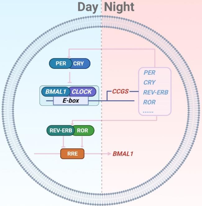 Ｃｉｒｃａｄｉａｎ　ｃｌｏｃｋｓ　ｆｒｏｍ　ｃｅｌｌ　ｔｏ/北海道大学出版会/広重力（単行本） Amazon.co.jp: Circadian clocks from cell to : 広重力: 本