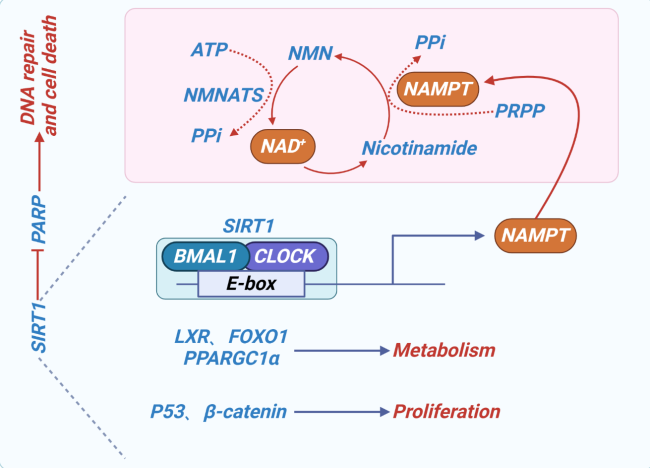 Crosstalk between Circadian Rhythm Dysregulation and