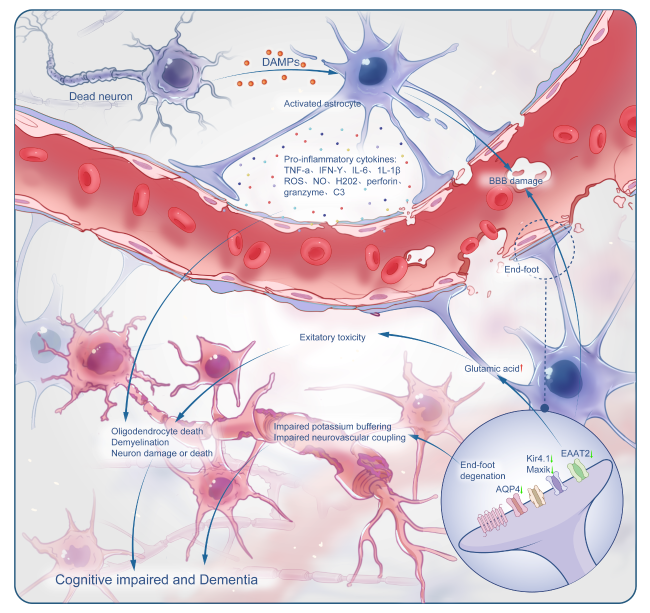 Adaptive Immune Dyshomeostasis as a Mediator of Vascular Cognitive