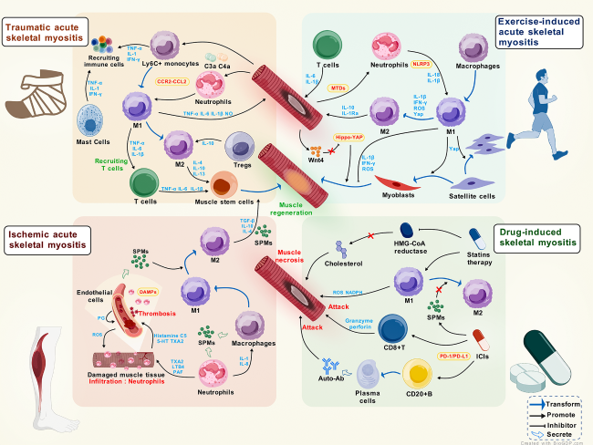 Advances in the Regulation by Immune Cells of Skeletal Myositis