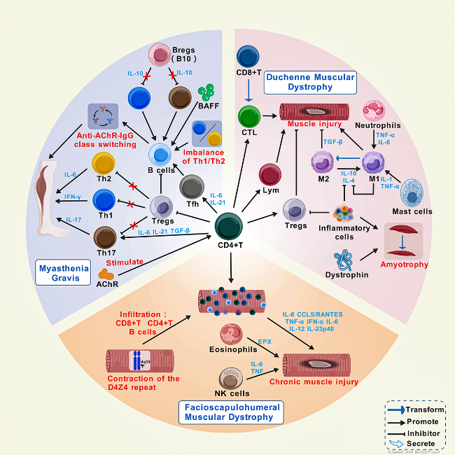 Advances in the Regulation by Immune Cells of Skeletal Myositis