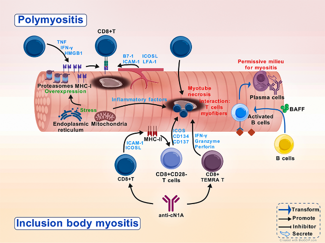 Advances in the Regulation by Immune Cells of Skeletal Myositis