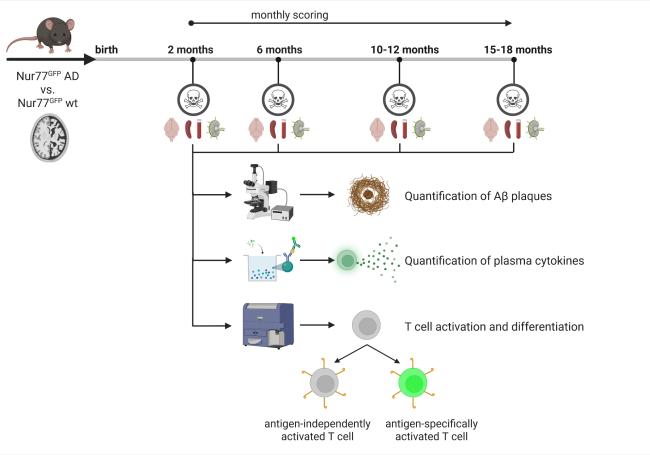 Antigen-Specifically Activated CD8+ and Double-Negative T Cells
