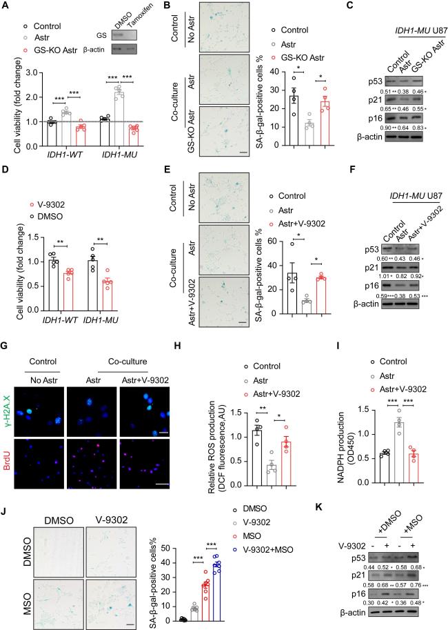 nadph and glutathione levels u87 cells D-2HG Inhibits Glutamine Synthetase Activity Induces Senescence in IDH-Mutant Gliomas 15-moms-norge GHK-CU 4% Copper Peptide BUNDLE:2PCS Gluta Peeling Soap + GET 1 FREE SOAP MESH