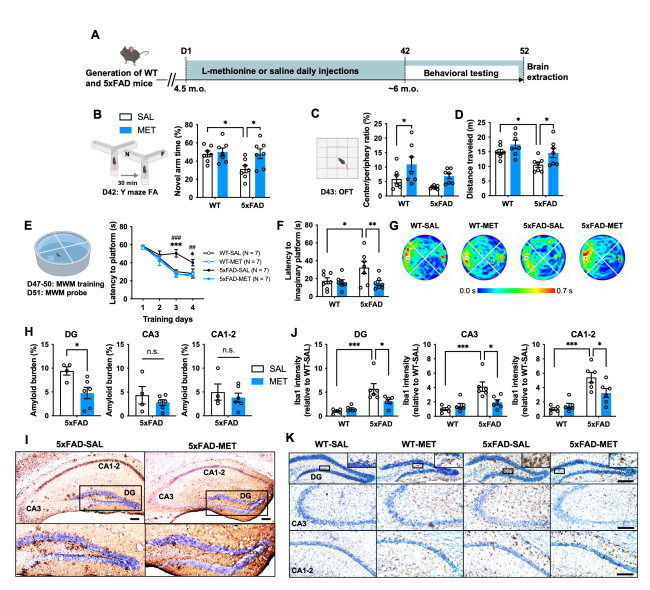 Homeostatic DNMT3a Activity Is Required to Restore Cognition and
