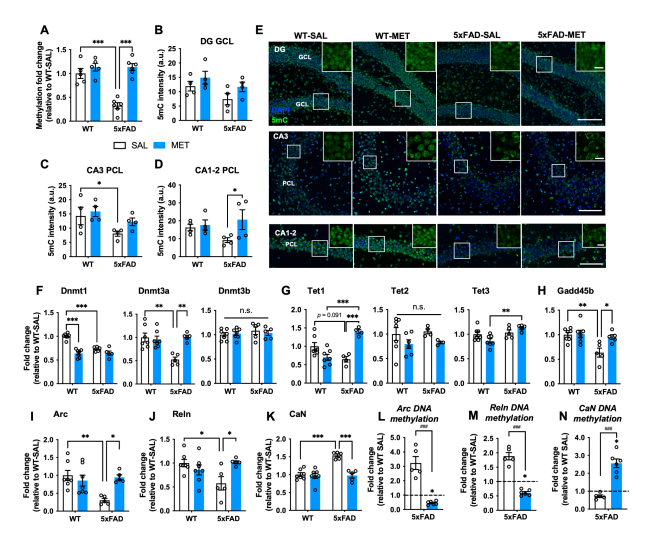 Homeostatic DNMT3a Activity Is Required to Restore Cognition and