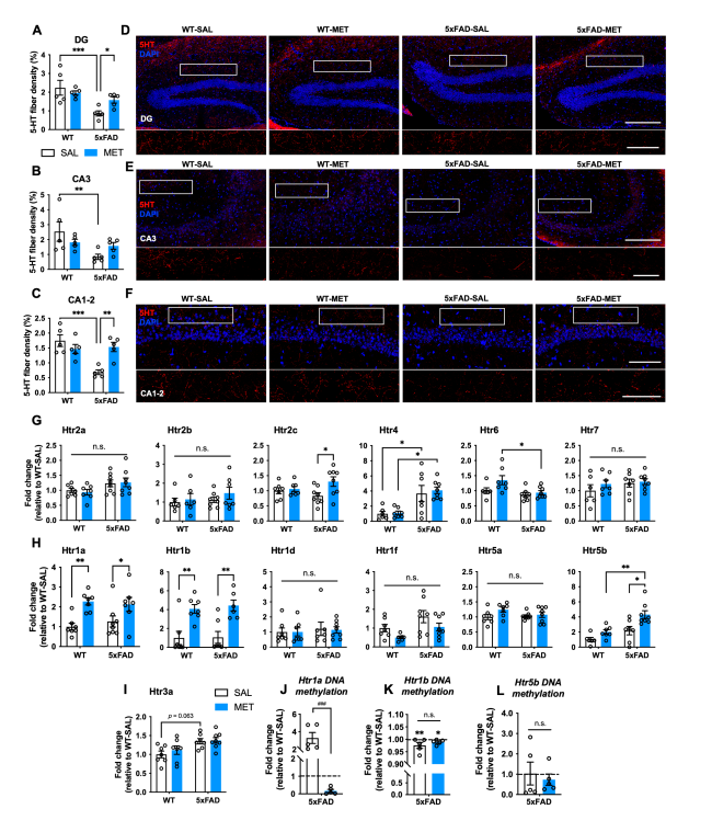 yu「BONAVENTURA」 Homeostatic DNMT3a Activity Is Required to Restore Cognition and