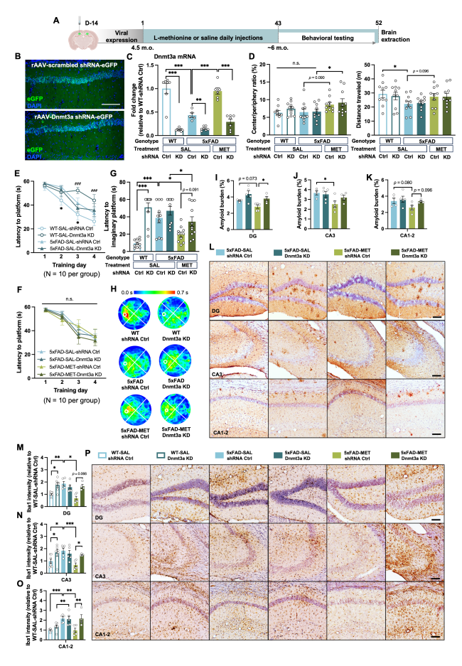 Homeostatic DNMT3a Activity Is Required to Restore Cognition and