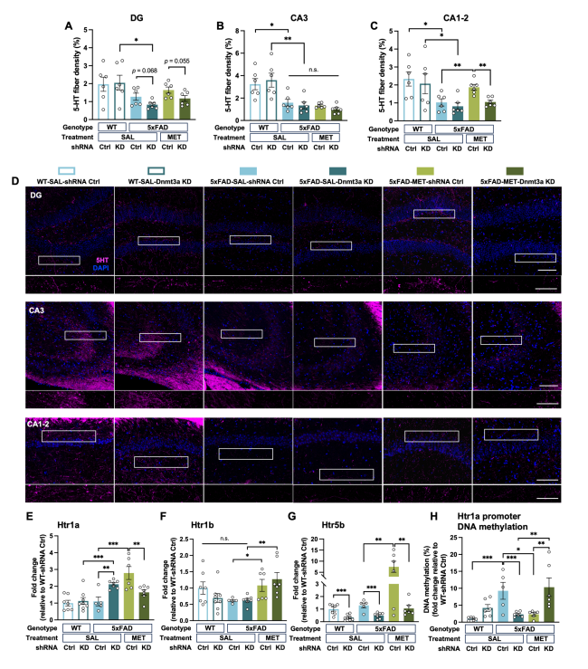 Homeostatic DNMT3a Activity Is Required to Restore Cognition and