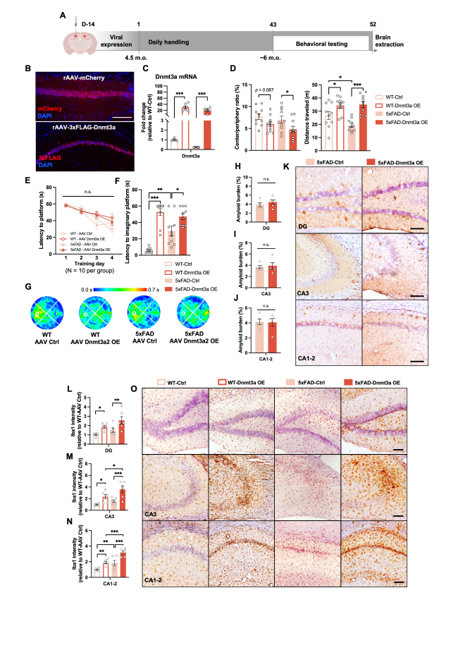 yu「BONAVENTURA」 Homeostatic DNMT3a Activity Is Required to Restore Cognition and