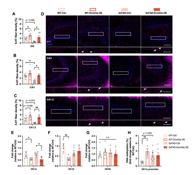 Homeostatic DNMT3a Activity Is Required to Restore Cognition and