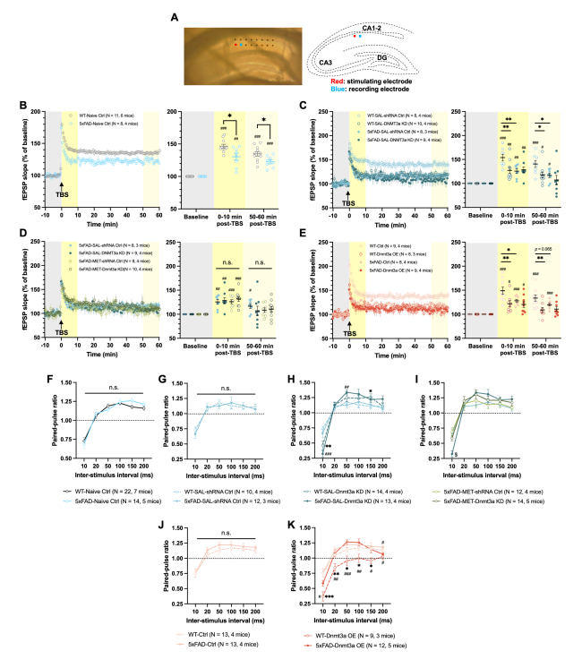 Homeostatic DNMT3a Activity Is Required to Restore Cognition and