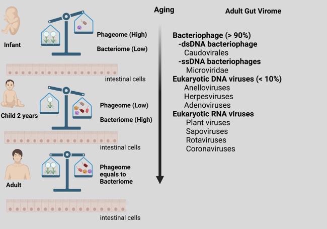 Gut Virome and Aging: Phage-Driven Microbial Stability and Immune Modulation