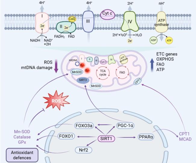 SIRT1-Mediated Mitochondrial Homeostasis in Cardiac Aging: Molecular Mechanisms and Therapeutic Implications