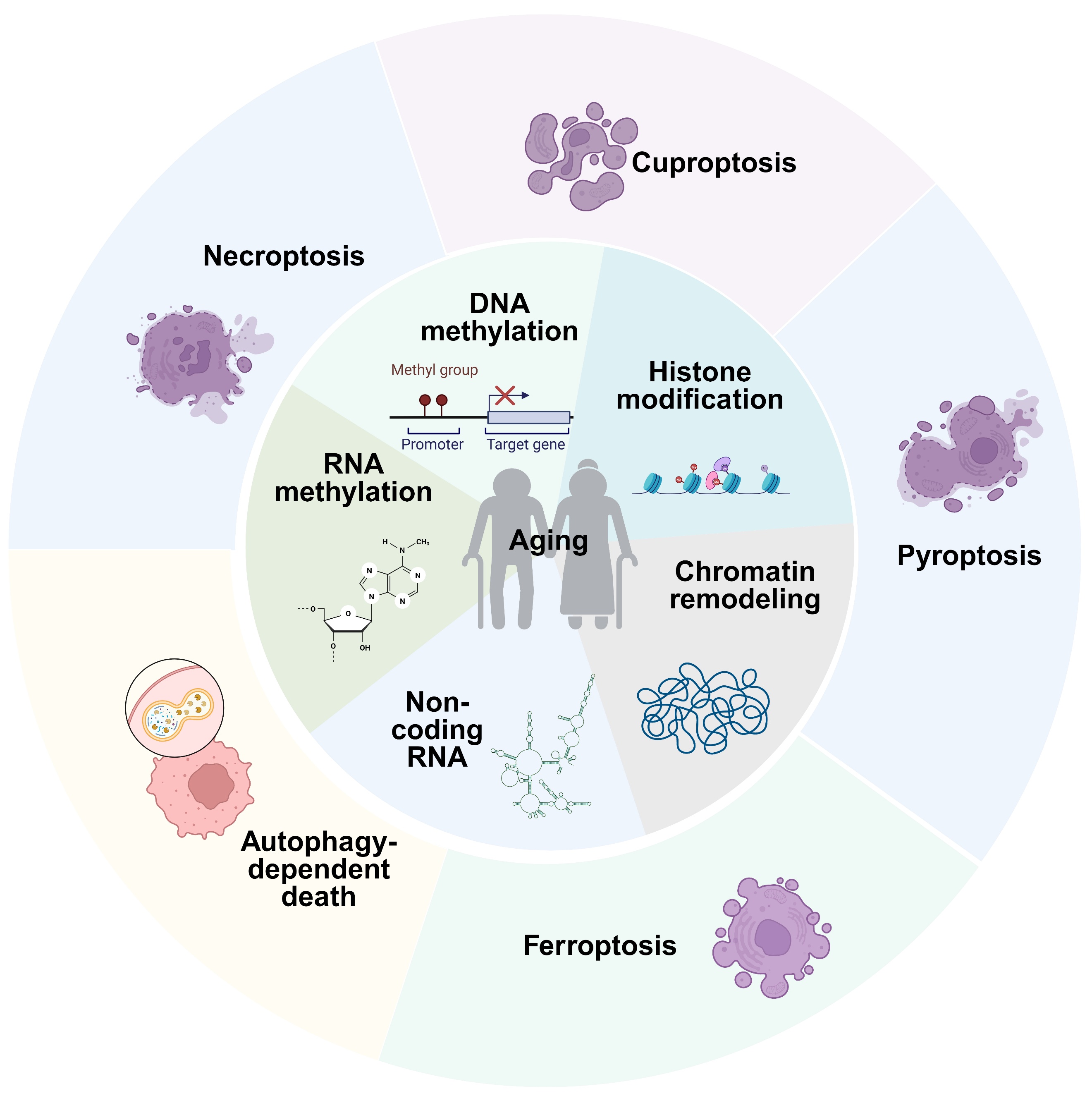 Epigenetic Regulation of Regulated Cell Death in Aging-Related