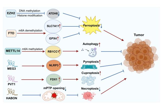Epigenetic Regulation of Regulated Cell Death in Aging-Related