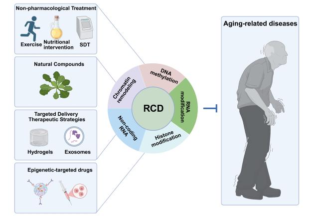 Epigenetic Regulation of Regulated Cell Death in Aging-Related