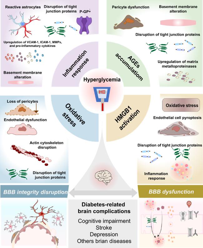 Novel Insights into the Mechanism and Treatment of Diabetes-Related Brain Complications: Focusing on the Blood-Brain Barrier Impairment