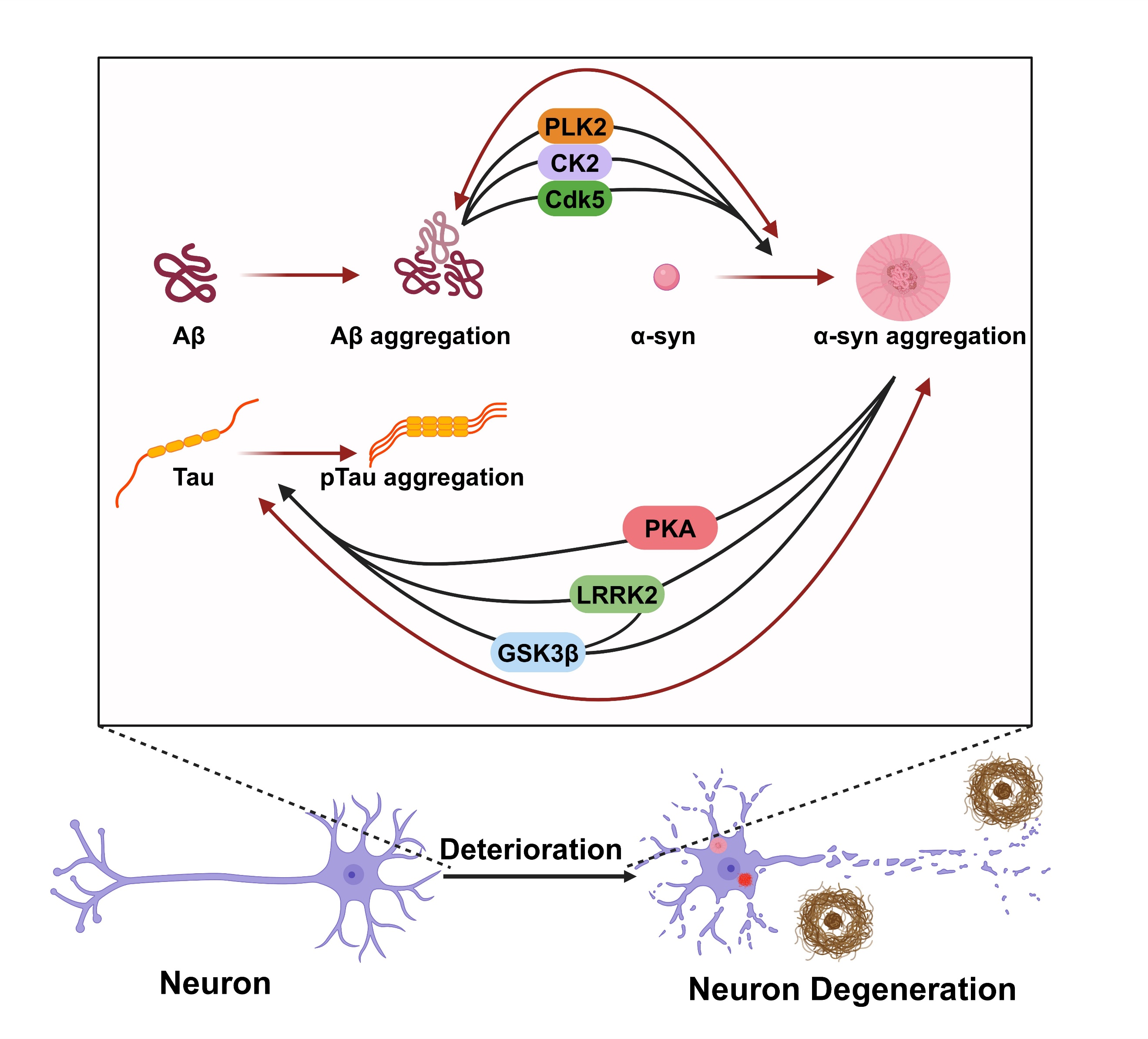 The Comorbidity of AD and PD: Exploring Clinical, Pathological