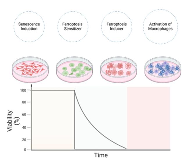 Targeting Ferroptosis to Eliminate Senescent Cells: Mechanisms and Therapeutic Potential