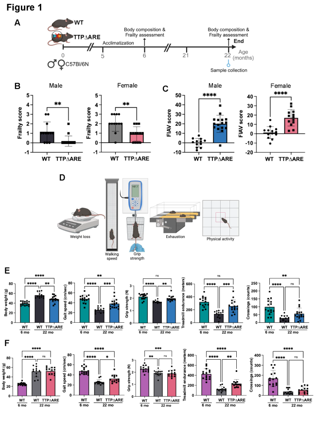 主要タンパク質の増強が老化を遅らせることを動物実験で確認 (UB study shows that key protein can slow aging)