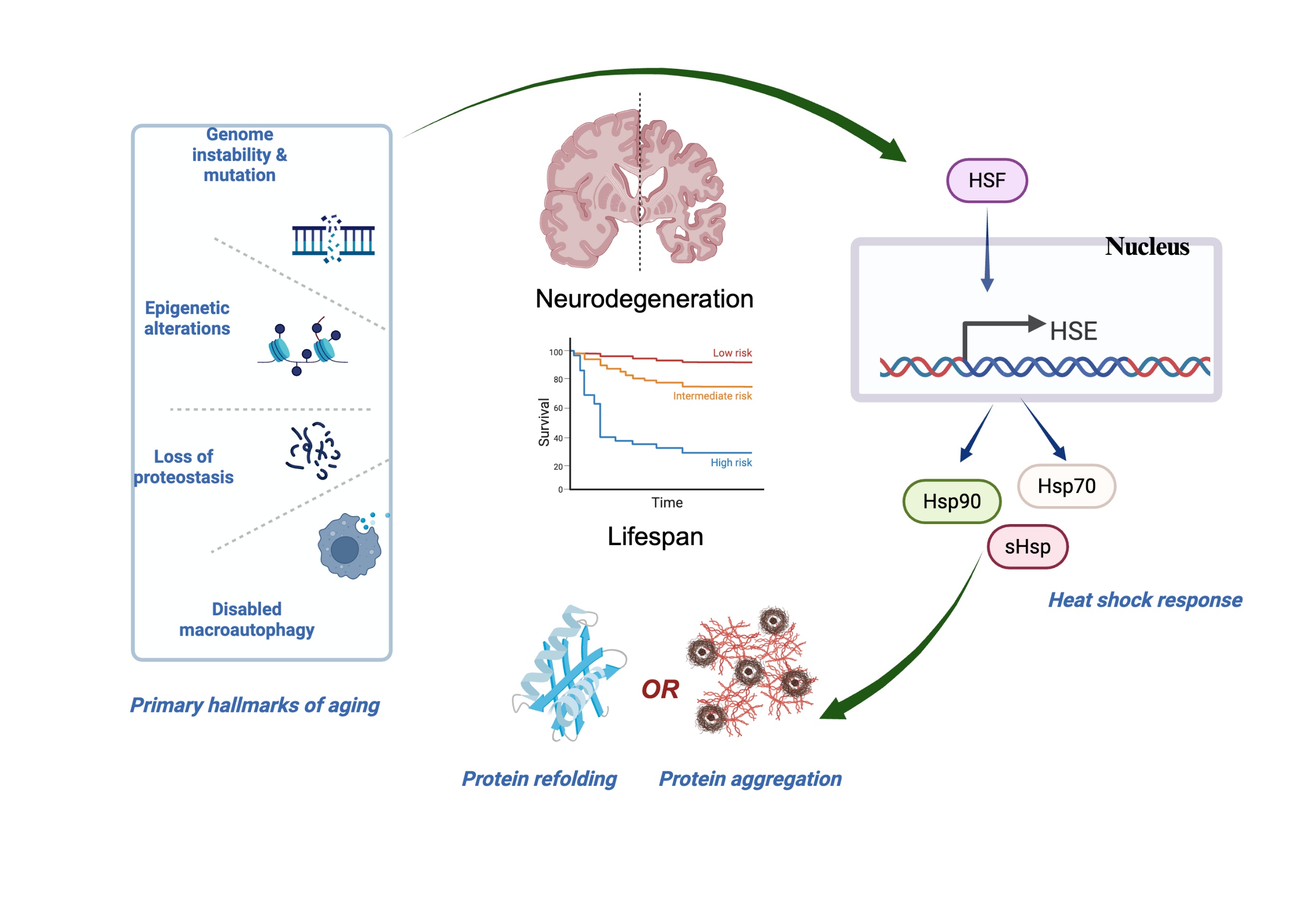 Heat Shock Proteins in Neurodegenerative Diseases