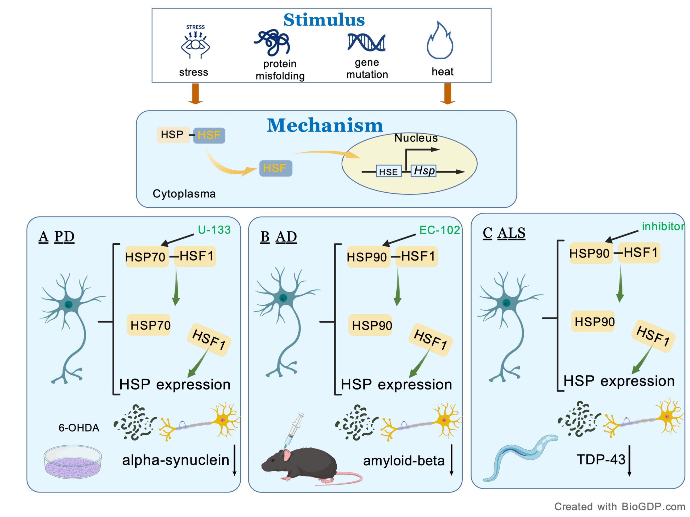 Heat Shock Proteins in Neurodegenerative Diseases