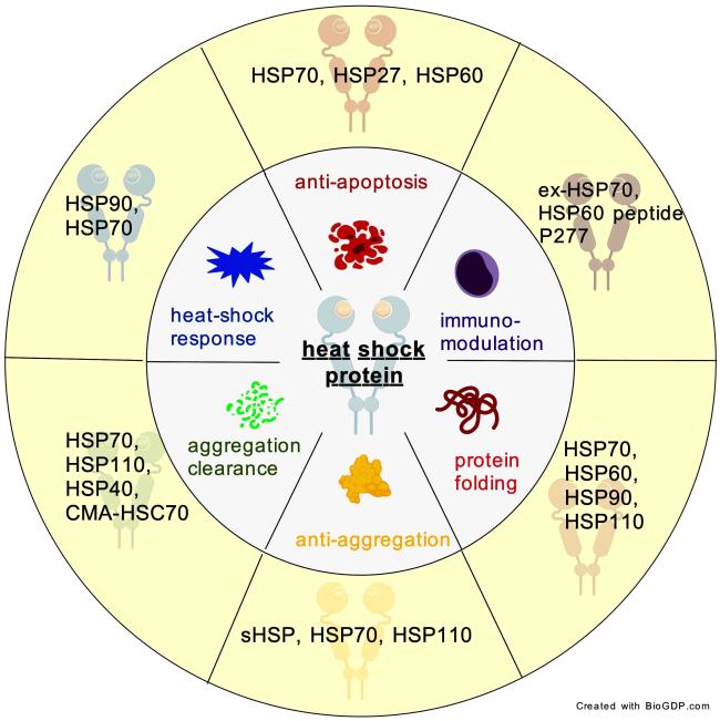 Heat Shock Proteins in Neurodegenerative Diseases