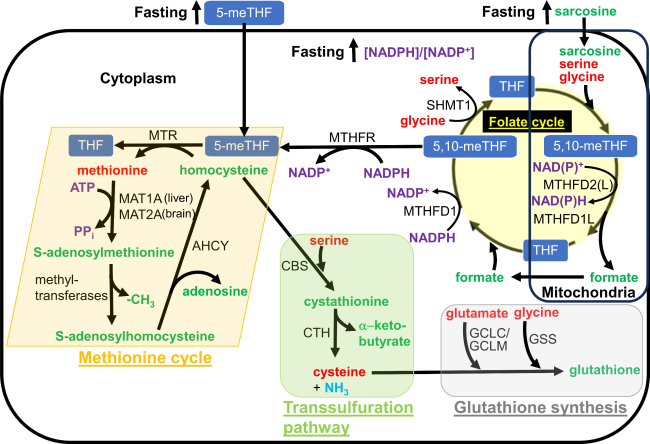 glutathione and methyl folate The Effects of Aging and Anti-Aging Dietary Restriction on Brain Glutathione  and Thioredoxin Redox Systems
