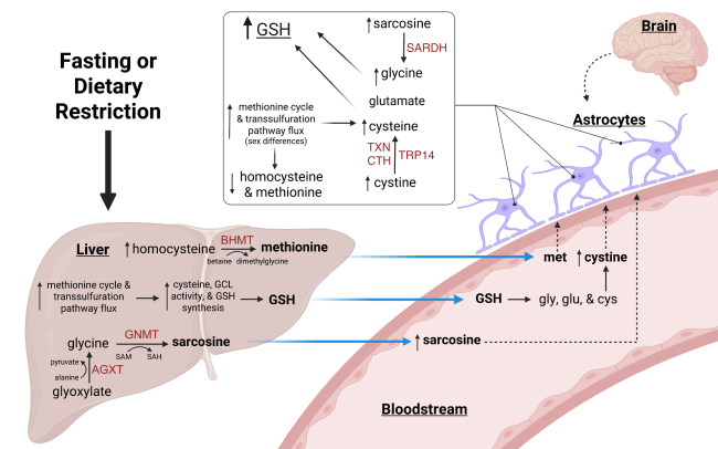 The Effects of Aging and Anti-Aging Dietary Restriction on Brain