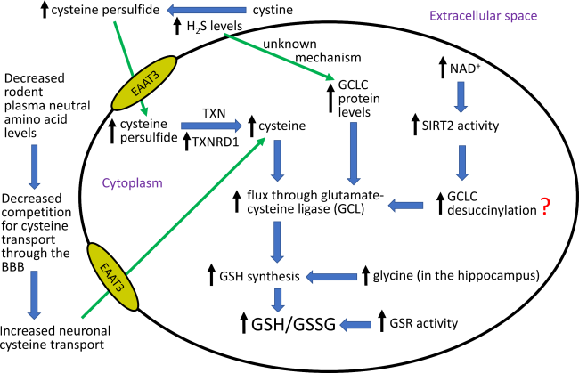 glutathione insulin transhydrogenase The Effects of Aging and Anti-Aging Dietary Restriction on Brain Glutathione  and Thioredoxin Redox Systems