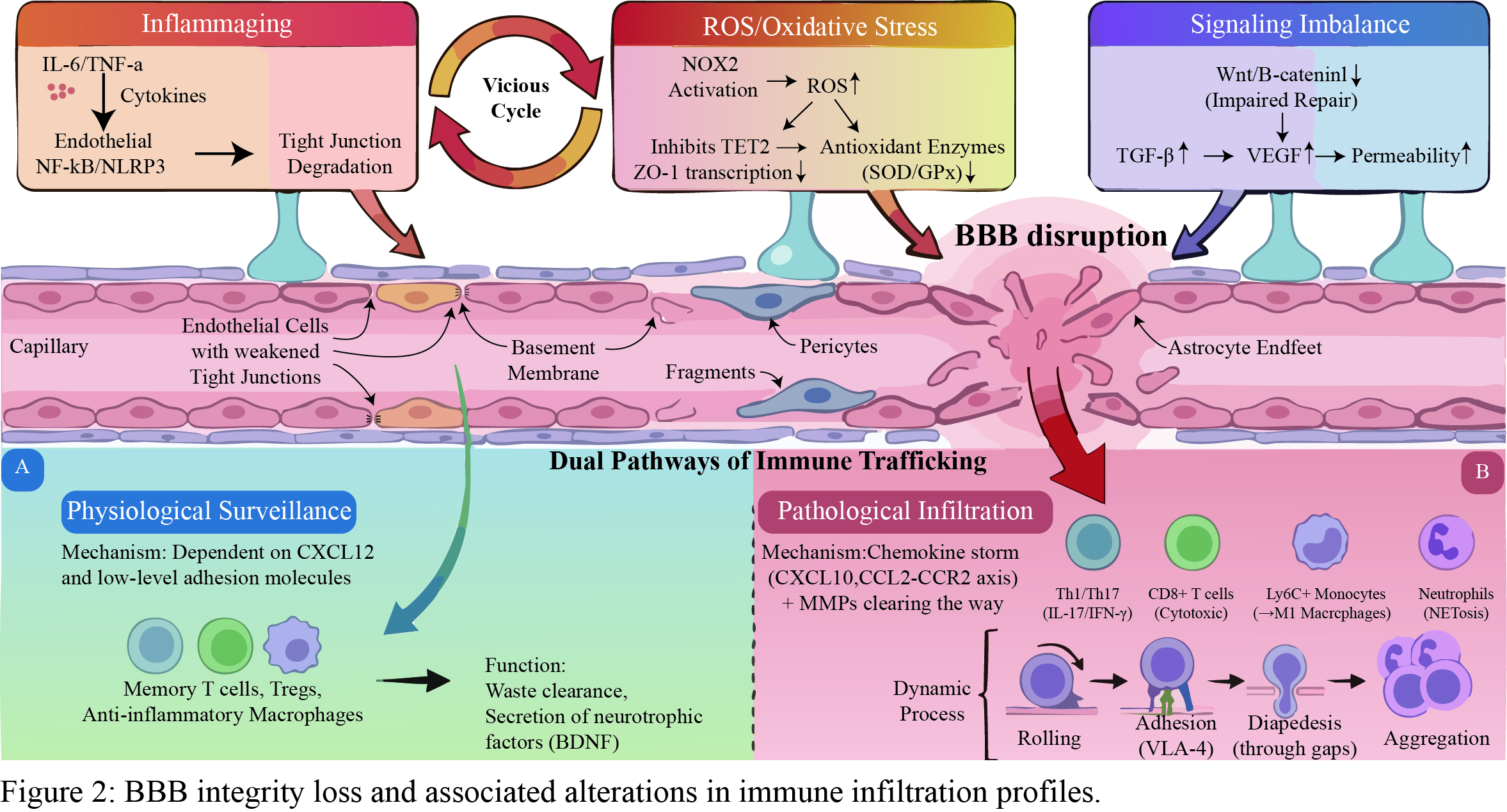 その他 BBB Aging of the Blood-Brain Barrier and Altered Permeability to