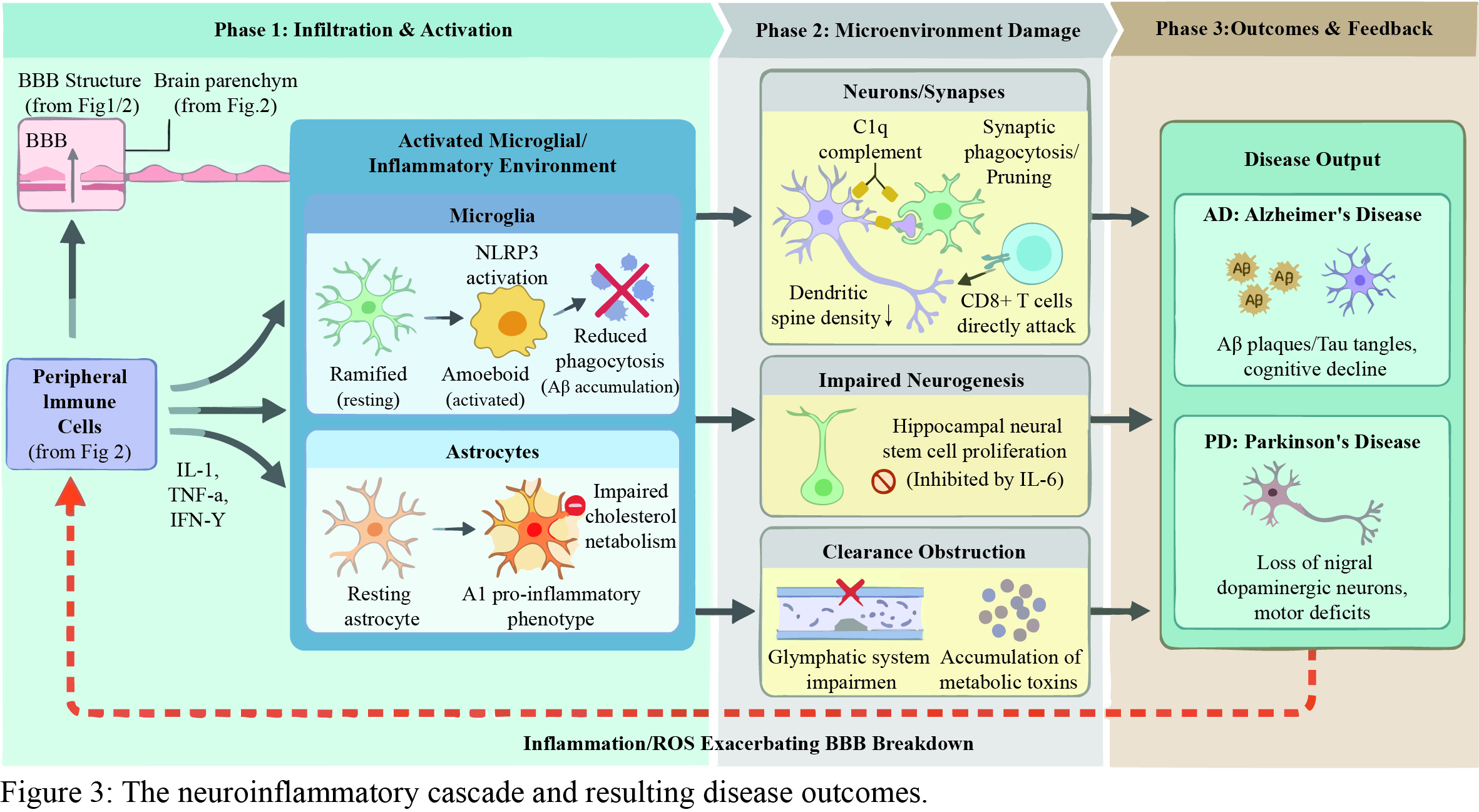 Aging of the Blood-Brain Barrier and Altered Permeability to