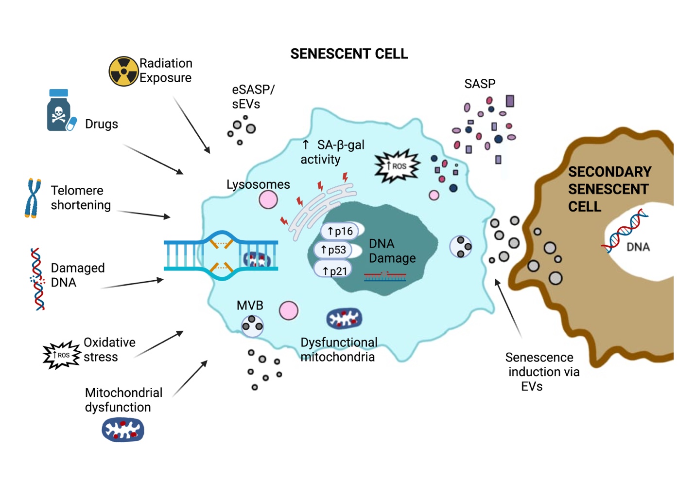Extracellular Vesicles as Key SASP Carriers Driving Cellular