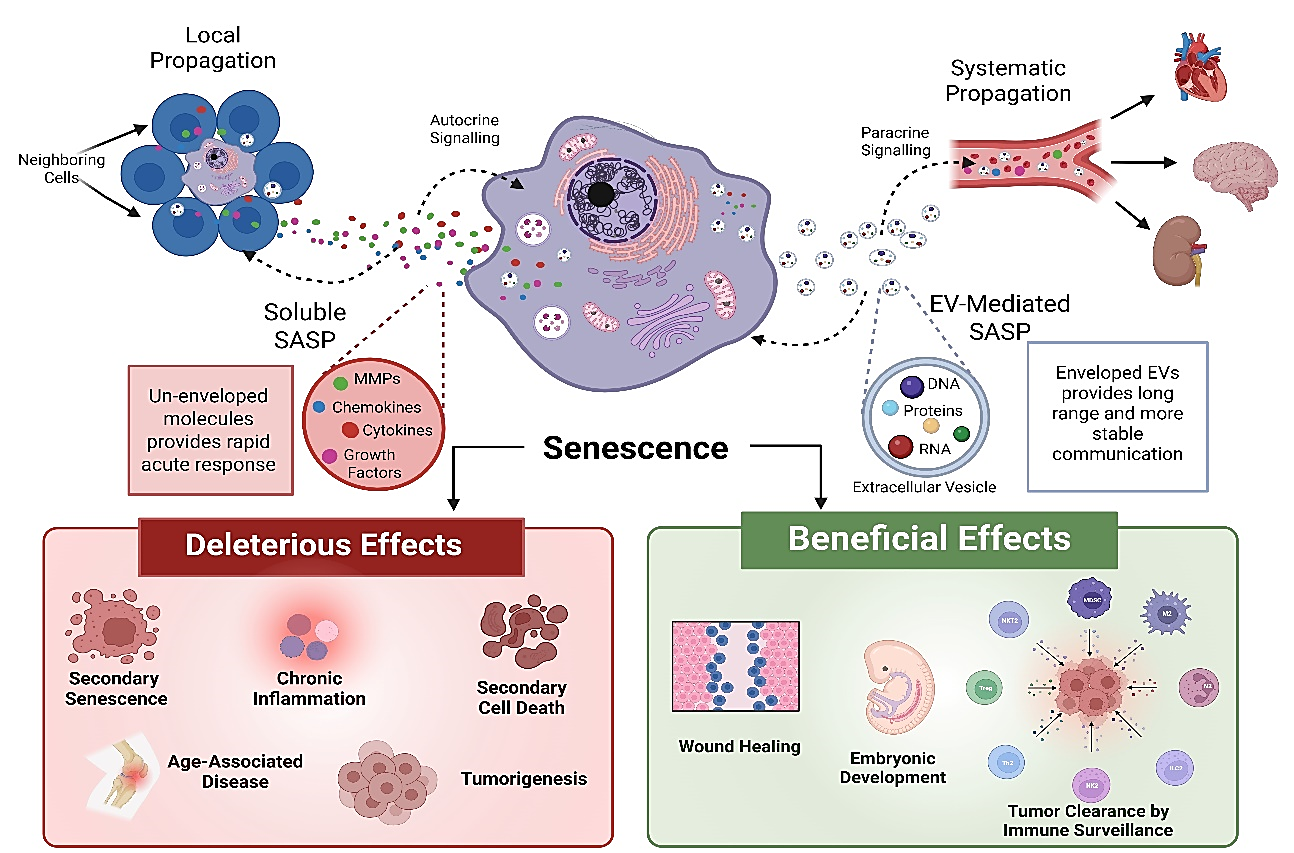 Extracellular Vesicles as Key SASP Carriers Driving Cellular