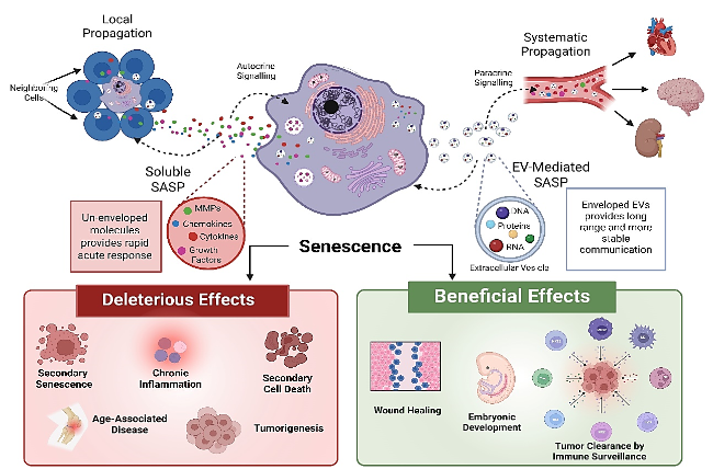 Extracellular Vesicles as Key SASP Carriers Driving Cellular