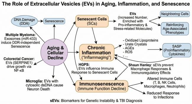 Extracellular Vesicles as Key SASP Carriers Driving Cellular