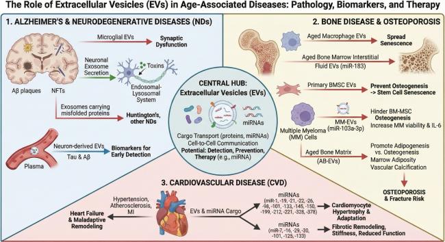 Extracellular Vesicles as Key SASP Carriers Driving Cellular