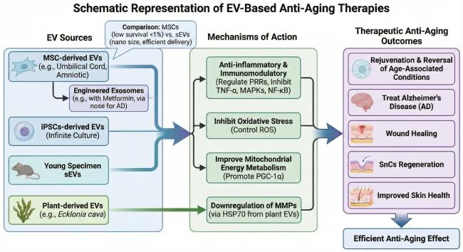 Extracellular Vesicles as Key SASP Carriers Driving Cellular
