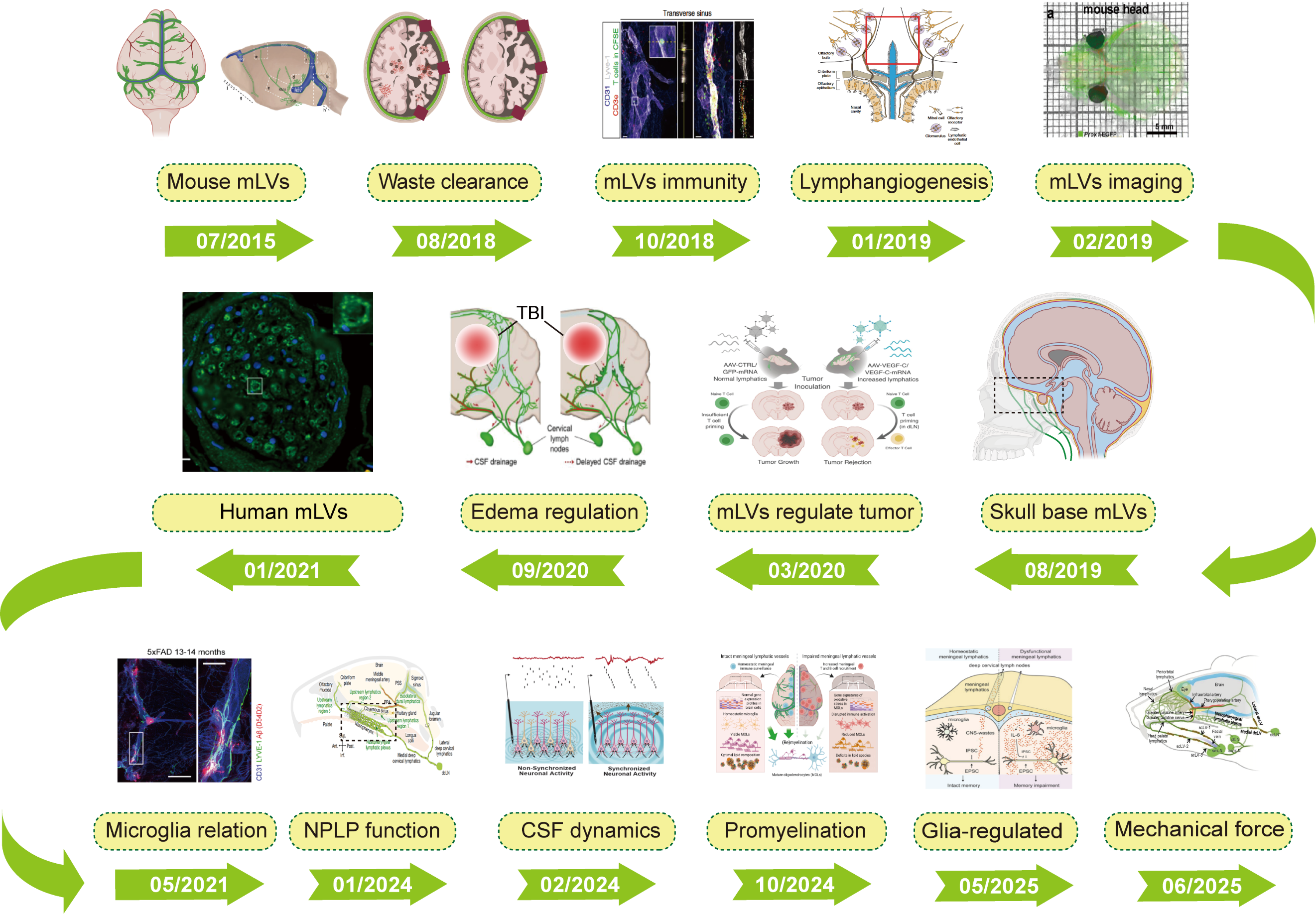 Targeting Meningeal Lymphatic Vessels to Advance Stroke Therapy