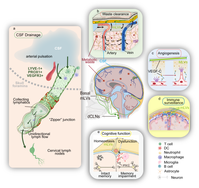 Targeting Meningeal Lymphatic Vessels to Advance Stroke Therapy